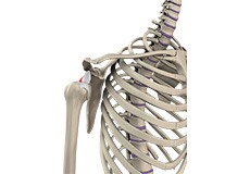 Shoulder Dislocation
